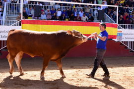La Diputación de Salamanca convoca las ayudas para los ganaderos adjudicatarios en las Subastas del día 8