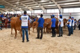 Resultados del 30 Concurso Nacional de Raza Limusina Hembras