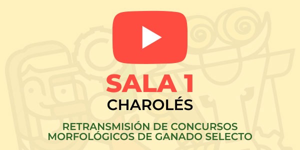 Sala 1: Charolés. Retransmisión de concursos morfológicos de ganado selecto.