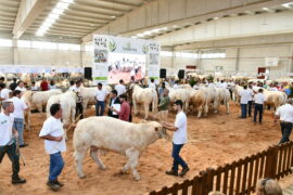 Resultados del XXXIII Concurso Nacional de Charoles Machos