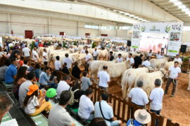 XXXIII Concurso Nacional de Ganado Vacuno de la Raza Charolesa. Sección Hembras