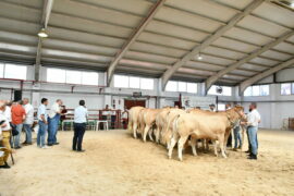 Resultados del XIV Concurso Nacional de Raza Blonda de Aquitania