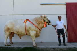 “Jacson” y “N-Furioso 8652 SG” Campeones Adulto y Joven del XXXIII Concurso Nacional de Charoles