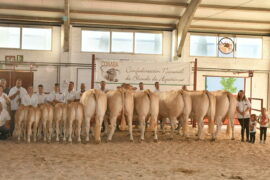 “Pompidou” y “Paloma” Campeones del XIV Concurso Nacional de Raza Blonda de Aquitania