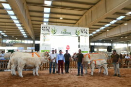 “J-7771 SG” y “Omega” Campeonas Adulta y Joven del XXXIII Concurso Nacional de Ganado Vacuno de la Raza Charolesa