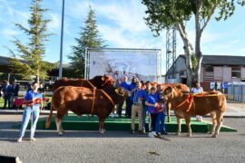 Los campeones de Limusin, Charolés y Blonda, protagonistas de la entrega de premios de la 33 Exposición de Ganado Puro