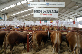 113 ejemplares de 7 razas concurren a la Subasta Nacional de Ganado Bovino