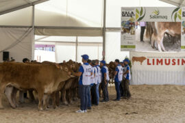 Resultados del 31 Concurso Nacional de Raza Limusina Hembras Jóvenes