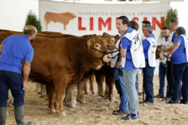 RESULTADOS DEL 31 CONCURSO NACIONAL DE RAZA LIMUSINA HEMBRAS