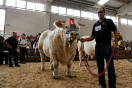 “Jacson” y “Pescador de Herrera” Campeones Adulto y Joven del XXXIV Concurso Nacional de Charoles