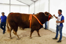 “Oliver” y “Lasota” Campeón y Campeona del 31 Concurso Nacional de Raza Limusina