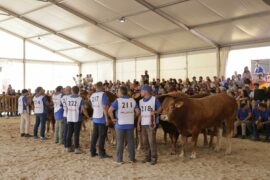 Resultados del 33 Concurso Nacional de Raza Limusina Machos