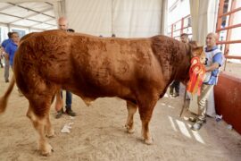 “Tristan” y “Teka” Campeón y Campeona del 33 Concurso Nacional de Raza Limusina