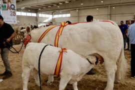 XXXVI Concurso Nacional de Ganado Vacuno de la Raza Charolesa. Sección Hembras