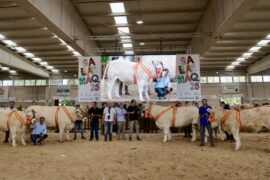«Noelia Pa» y «Reina» campeonas Adulta y Joven de la Raza Charolesa