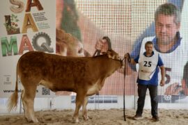 Resultados del I Concurso Ibérico de Raza Limusina