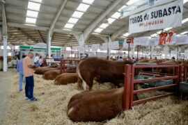 107 ejemplares de 8 razas concurren a la Subasta Nacional de Ganado Bovino