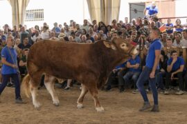 RESULTADOS DE LA SUBASTA NACIONAL DE GANADO BOVINO EN SALAMAQ 2025