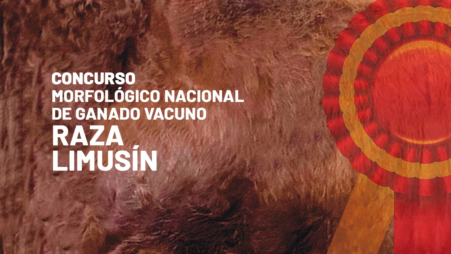 Sala 2: Limusin. Retransmisión de concursos morfológicos de ganado selecto.