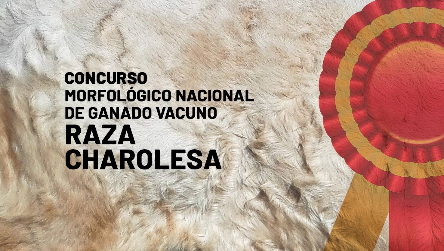 Sala 1: Charolés. Retransmisión de concursos morfológicos de ganado selecto.