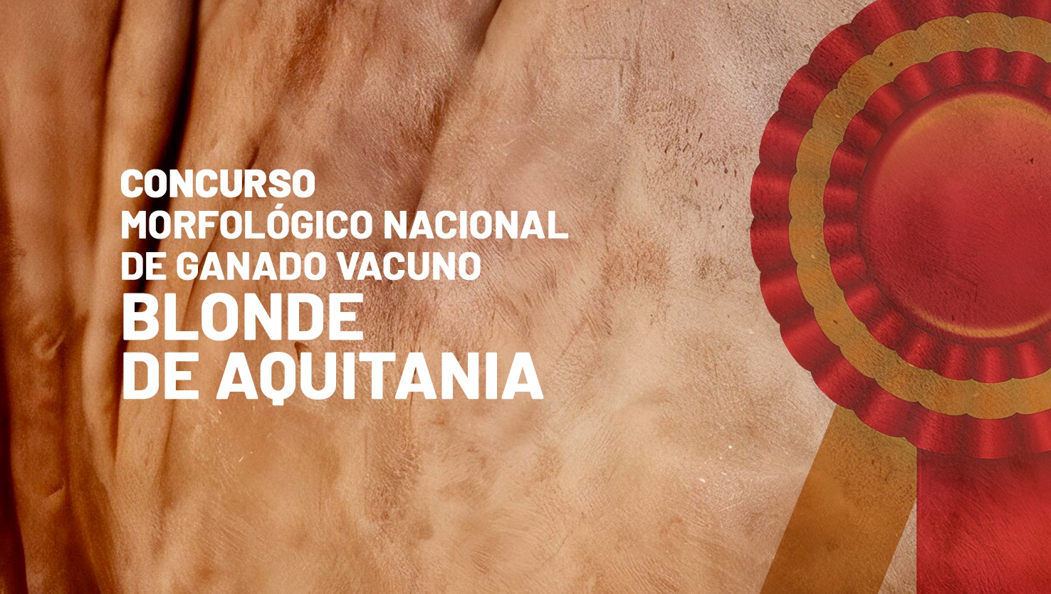Sala 3: Blonda. Retransmisión de concursos morfológicos de ganado selecto.