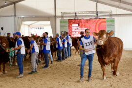 RESULTADOS DEL 34 CONCURSO NACIONAL DE RAZA LIMUSINA MACHOS JÓVENES