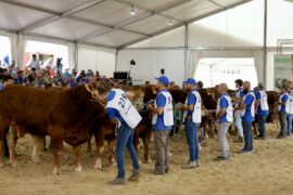 RESULTADOS DEL 34 CONCURSO NACIONAL DE RAZA LIMUSINA MACHOS ADULTOS