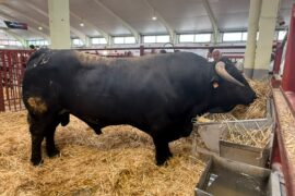 PREMIOS DEL CONCURSO MORFOLÓGICO INTERPROVINCIAL DE LA RAZA AVILEÑA NEGRA IBÉRICA