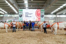 “Pocker” y “Rayo” Campeones Adulto y Joven del XXXVII Concurso Nacional de Charoles