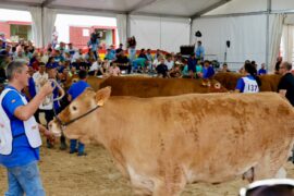 RESULTADOS DEL 34 CONCURSO NACIONAL DE RAZA LIMUSINA HEMBRAS ADULTAS