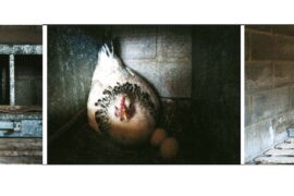 Manuel López Martín ganador del Premio Especial a la mejor Colección de tres fotografías del 37 Premio Nacional “Salamanca” de Fotografía Agrícola y Ganadera