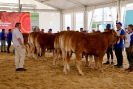 RESULTADOS DEL 34 CONCURSO NACIONAL DE RAZA LIMUSINA HEMBRAS JÓVENES