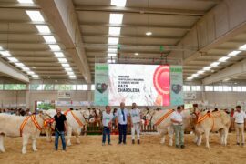“Piñata” y “Raposa de Herrera” Campeonas Adulta y Joven del XXXVII Concurso Nacional de Charoles