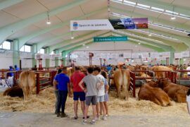 117 ejemplares de 7 razas concurren a la Subasta Nacional de Ganado Bovino