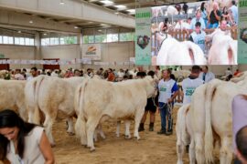 RESULTADOS DE SUBSECCIONES DE HEMBRAS XXXVII CONCURSO NACIONAL DE LA RAZA CHAROLESA