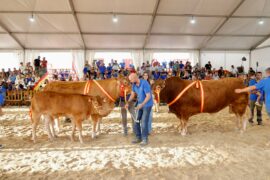 “Tiberio” y “Triana” Campeones del XXXIV Concurso Nacional de Limusín