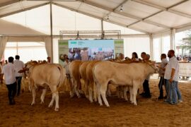 Resultados del XVIII Concurso Nacional de Raza Blonde de Aquitania