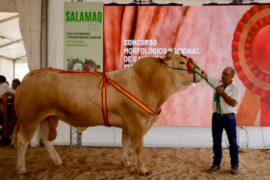 “Te” y “Romera” Campeones del XVIII Concurso Nacional de Raza Blonde de Aquitania